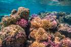 French Polynesia- Bora Bora. Close-up of coral garden. Art Print